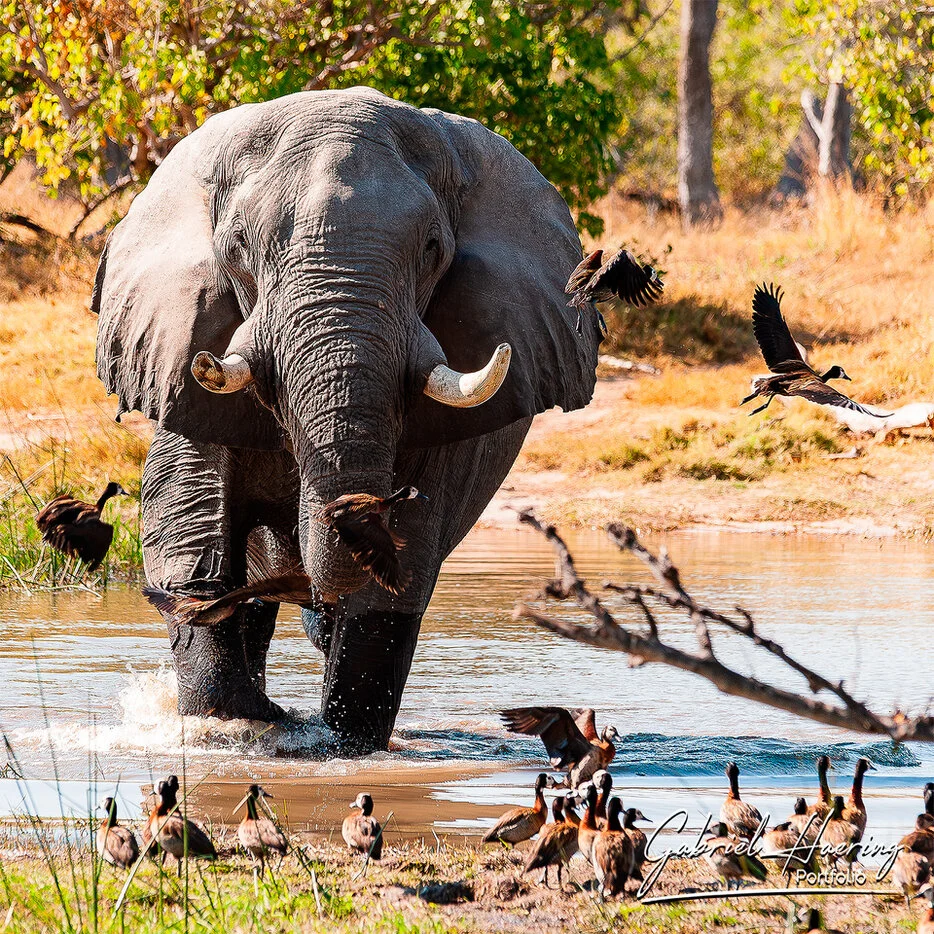 Elephant crossing shallow water with birds in the Okavango Delta, Botswana