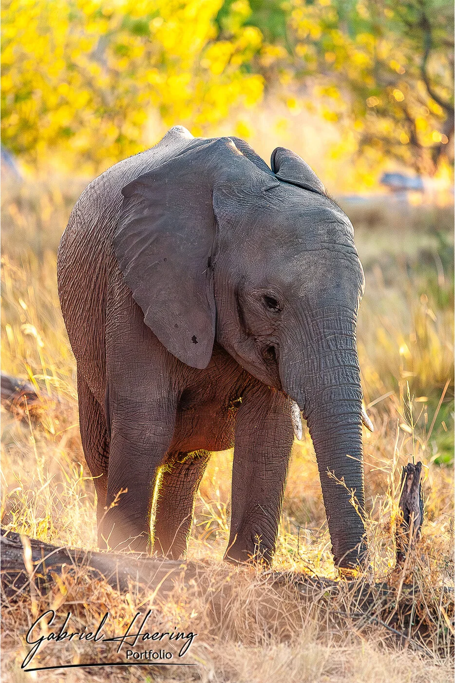 Young elephant walking through golden grass in the Okavango Delta, Botswana