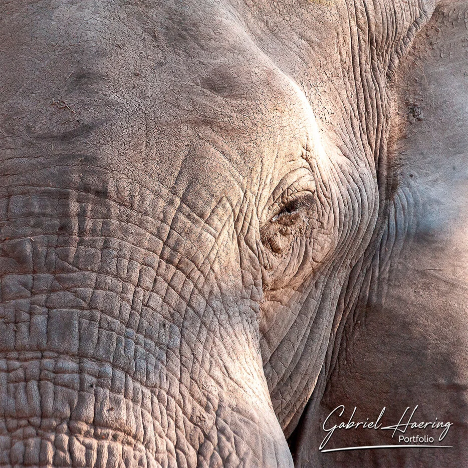 portfolio_grid.webp<br />Close-up portrait of an elephant eye and textured skin in the Okavango Delta