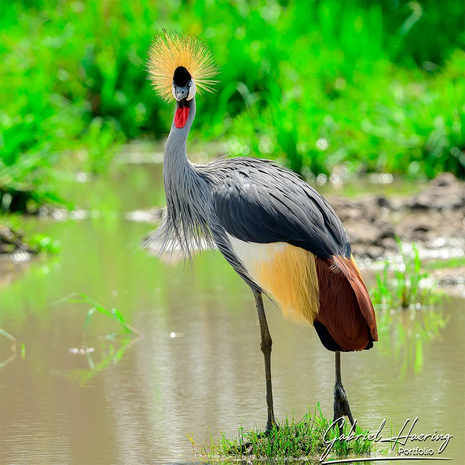 Grey crowned crane standing in shallow water with green background in Tarangire National Park Tanzania