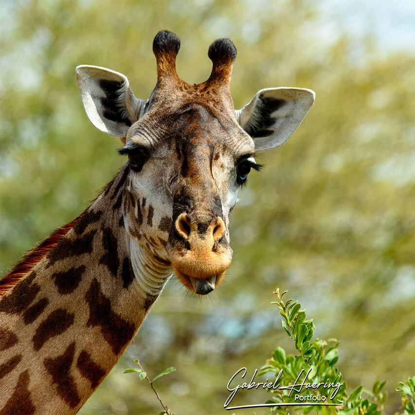 Close portrait of an African giraffe in Tarangire National Park, with soft green background, detailed coat pattern and calm expression.