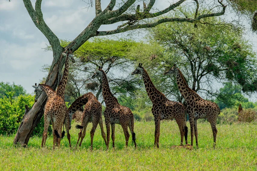 Giraffe herd gathered beneath acacia trees in Tarangire National Park, Tanzania, surrounded by fresh green grass and woodland light.