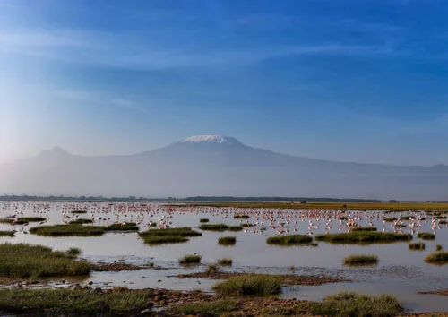 Flamingos feeding in the wetlands of Amboseli National Park with Mount Kilimanjaro in the background